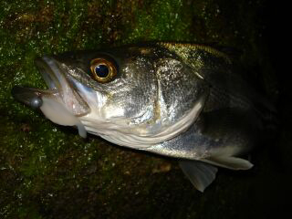 e0203101_002954.jpg