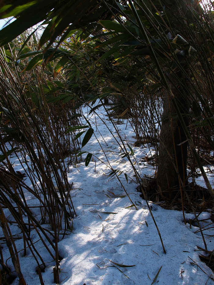 室蘭の低山めぐり　その３　　鍋島山　給食センターから北尾根へ　　2011.2.26_f0200402_18133863.jpg