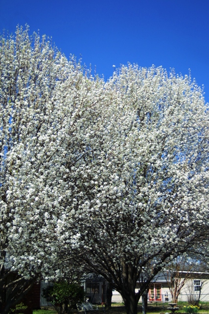 c0062603_111433.jpg
