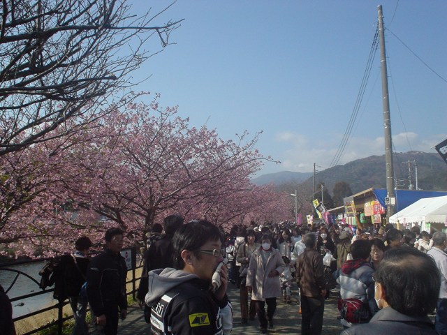 河津桜ツーリングでカンパイ（後編）_a0116205_1663646.jpg