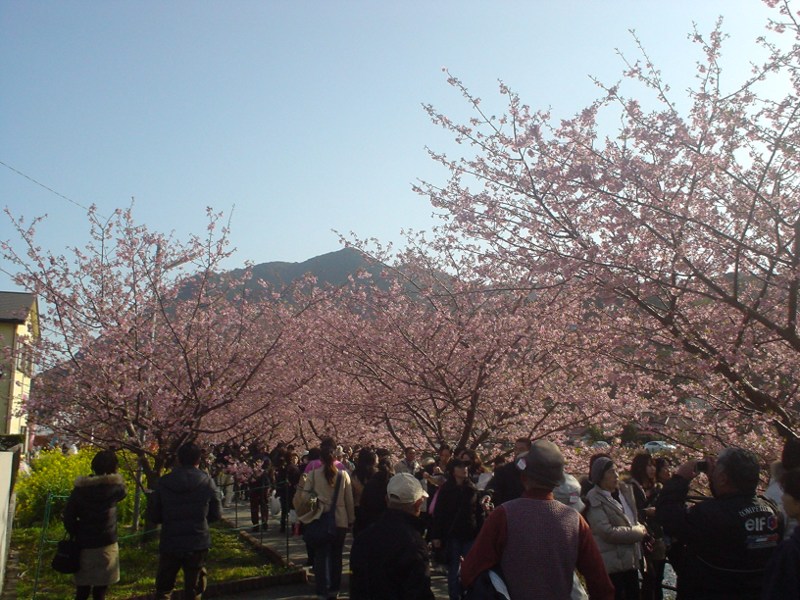 河津桜ツーリングでカンパイ（後編）_a0116205_168854.jpg