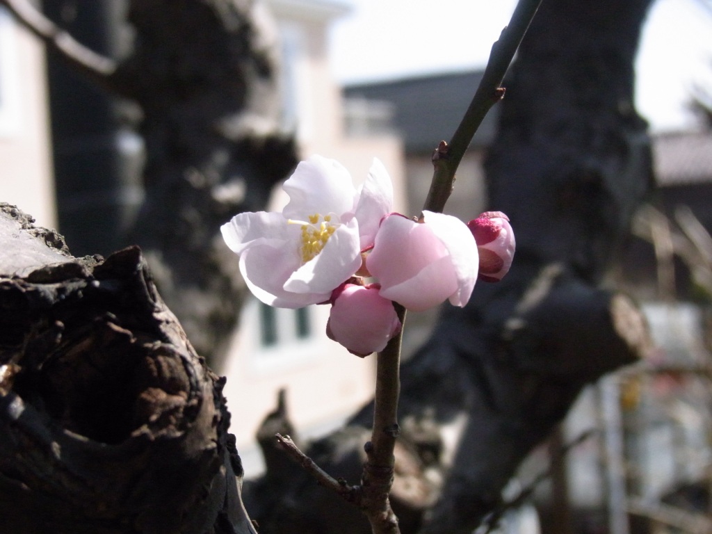 湘南の土に、春到来です。 (記・藤本洋子)_a0195310_19111186.jpg