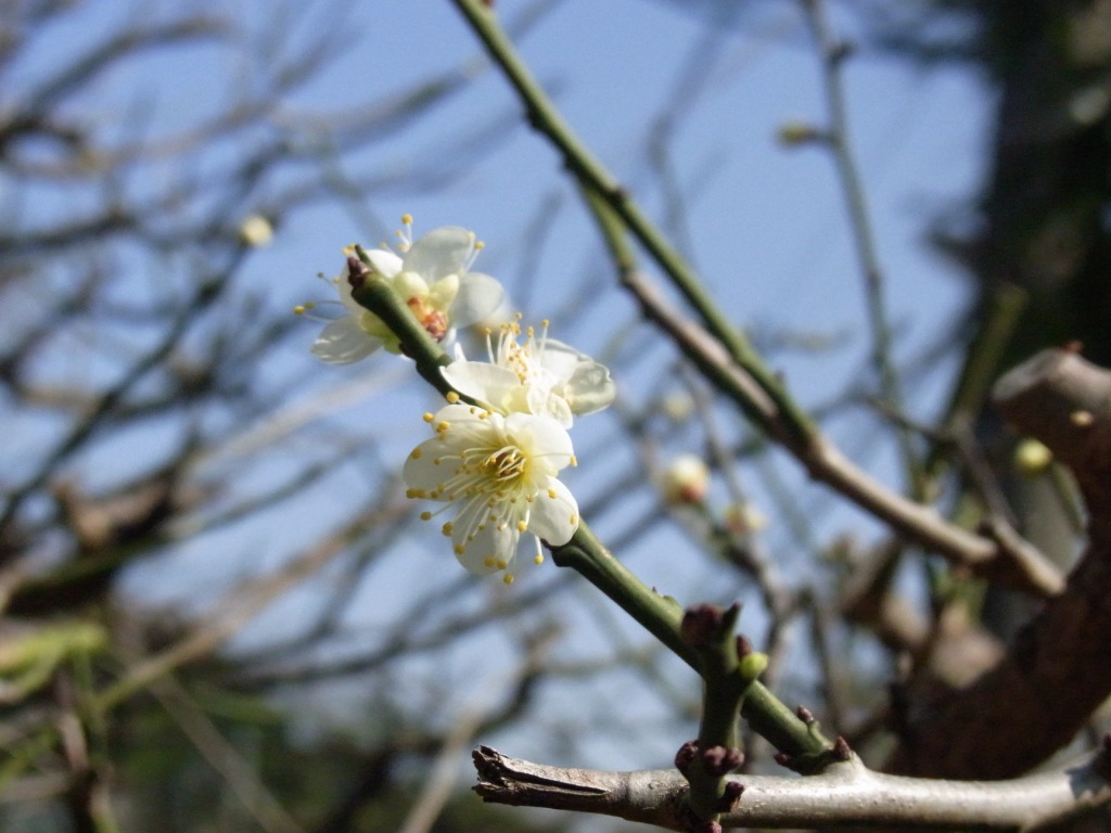 湘南の土に、春到来です。 (記・藤本洋子)_a0195310_19112670.jpg