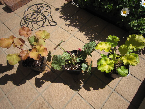 鉢植えヒューケラ 三種 庭日記 鉢植えヒューケラ 三種 庭日記
