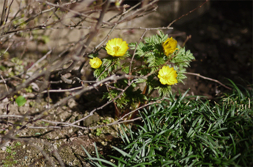 e0205625_22275848.gif