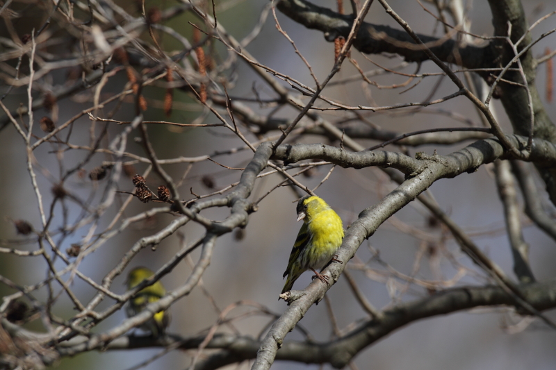 公園に【マヒワ・メジロ・カワラヒワ・シメ】_b0113228_20145313.jpg