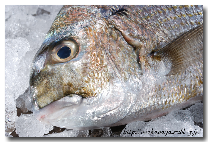 平鯛 ヘダイ クロダイに似ている魚でシロダイとも呼ばれます 魚屋三代目日記