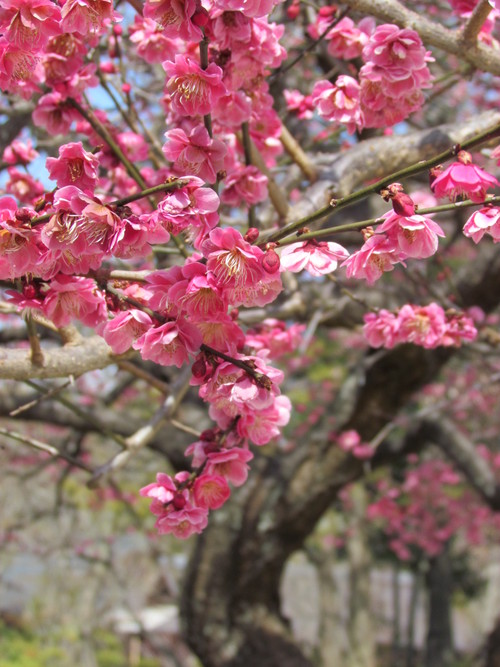 ３月６日　　昭和記念公園に人が出始めました。_f0117041_15254957.jpg