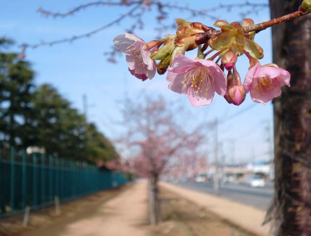 Ne040 久しぶりに事故を起こすところでした。桜が咲いているんですよ〜！_f0193643_15552811.jpg