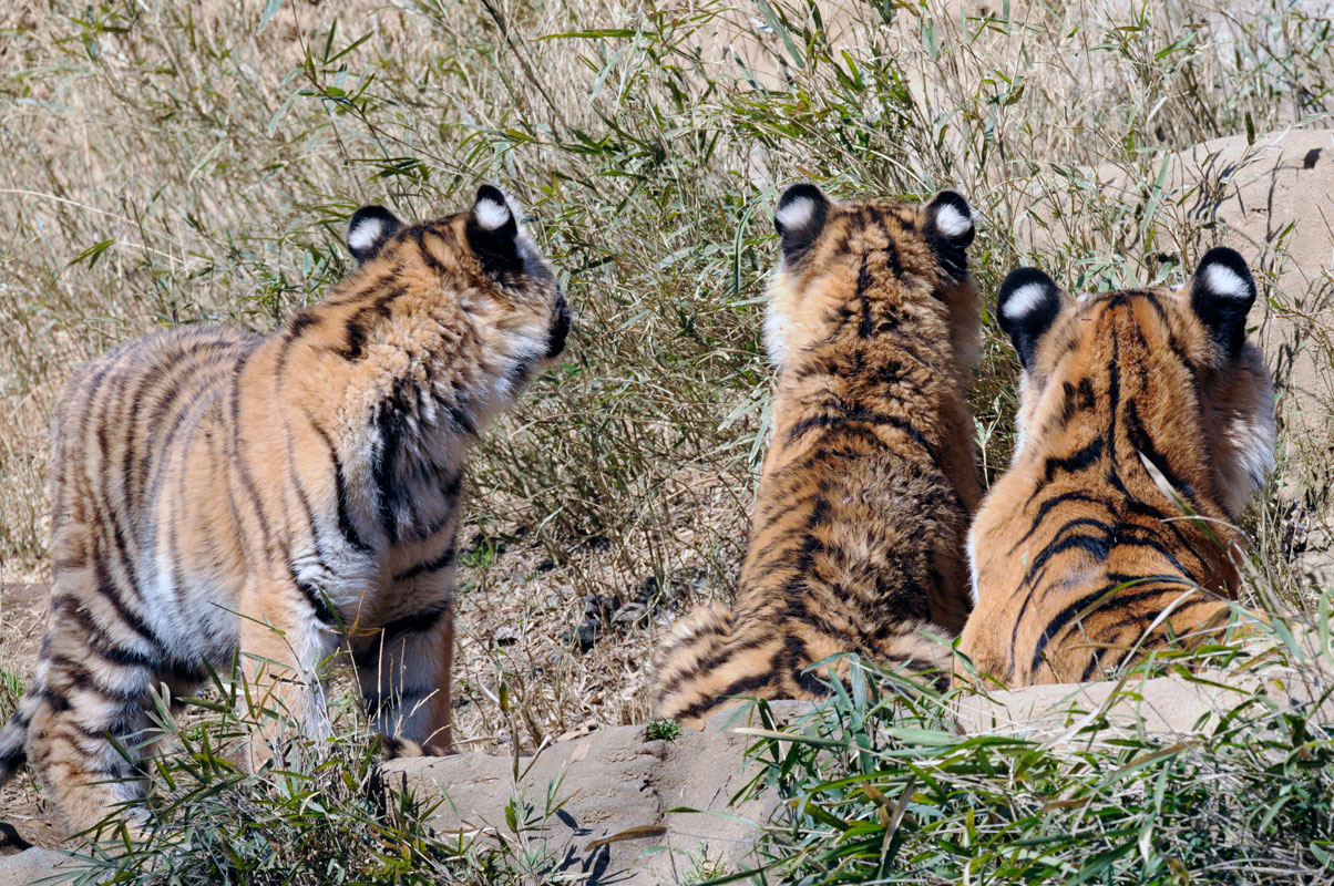 虎耳状斑 動物園へ行こう 虎耳状斑 動物園へ行こう