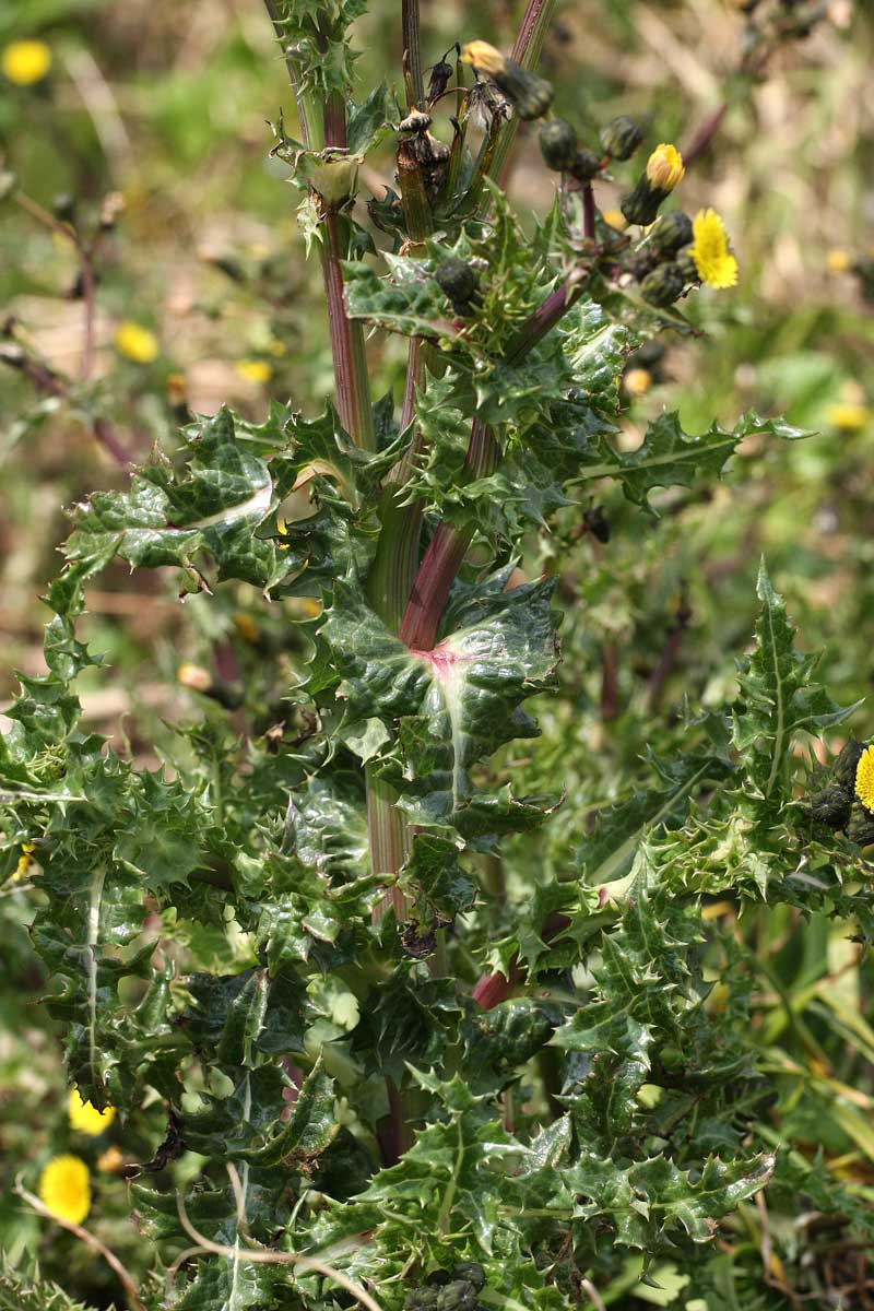 オニノゲシ Sonchus asper_f0165160_21125761.jpg