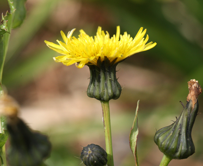 オニノゲシ Sonchus asper_f0165160_21133040.jpg