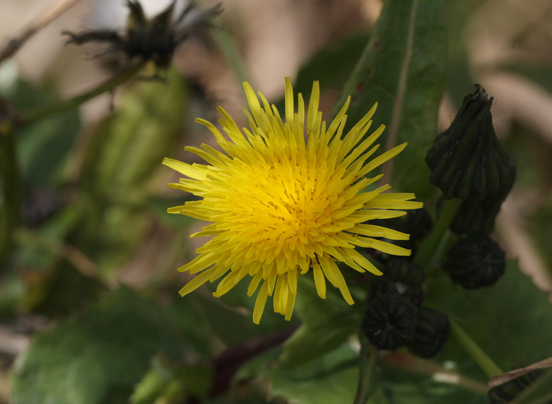 オニノゲシ Sonchus asper_f0165160_21133926.jpg