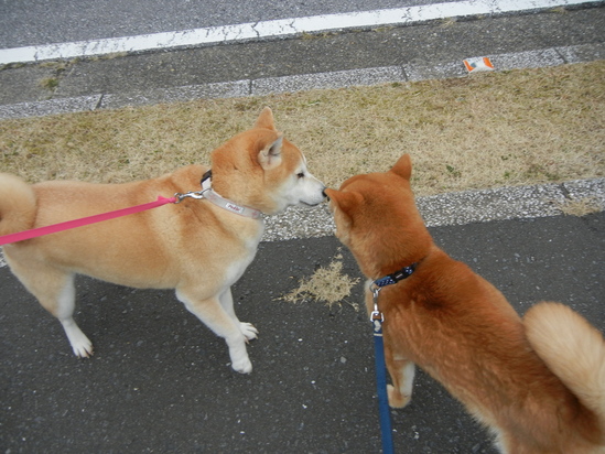 ３月６日（日）平和な一日！_f0060461_20321536.jpg