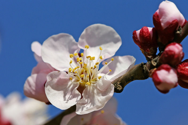 梅と河津桜_e0006964_101138.jpg