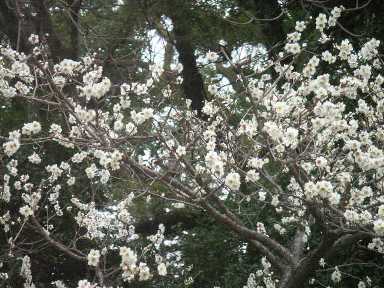 京都御苑の桜２　　Les pruniers au Palais Imperial_a0165872_13414947.jpg