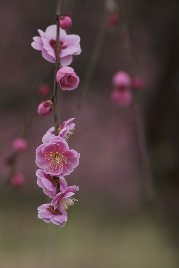 blooming!_c0220772_3202061.jpg