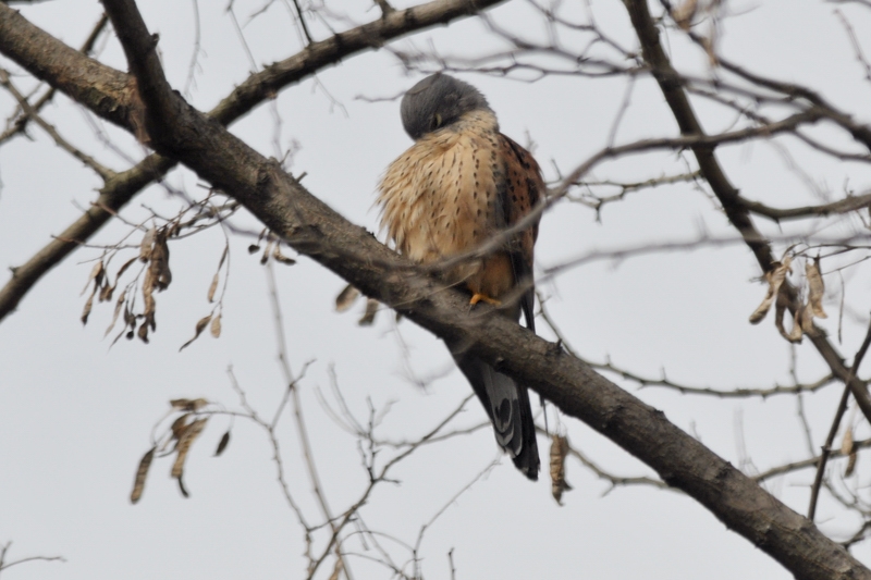 チョウゲンボウ 雄雌_f0053272_22231914.jpg
