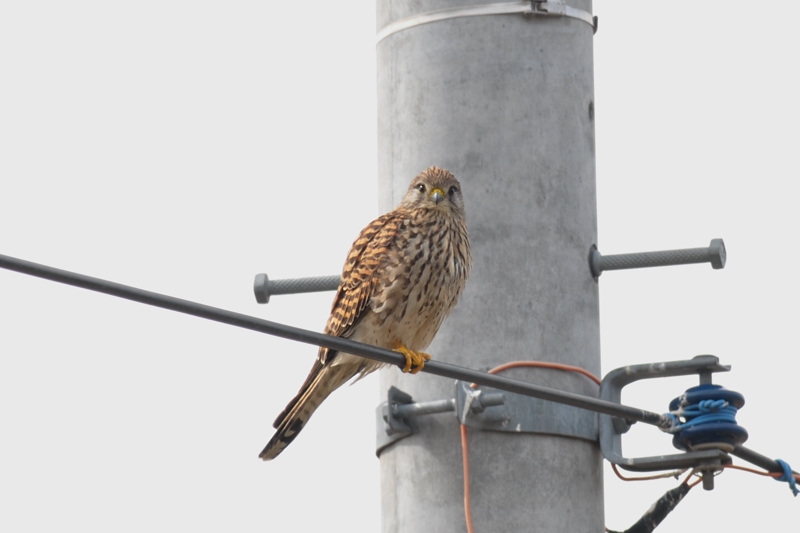 チョウゲンボウ 雄雌_f0053272_22255790.jpg