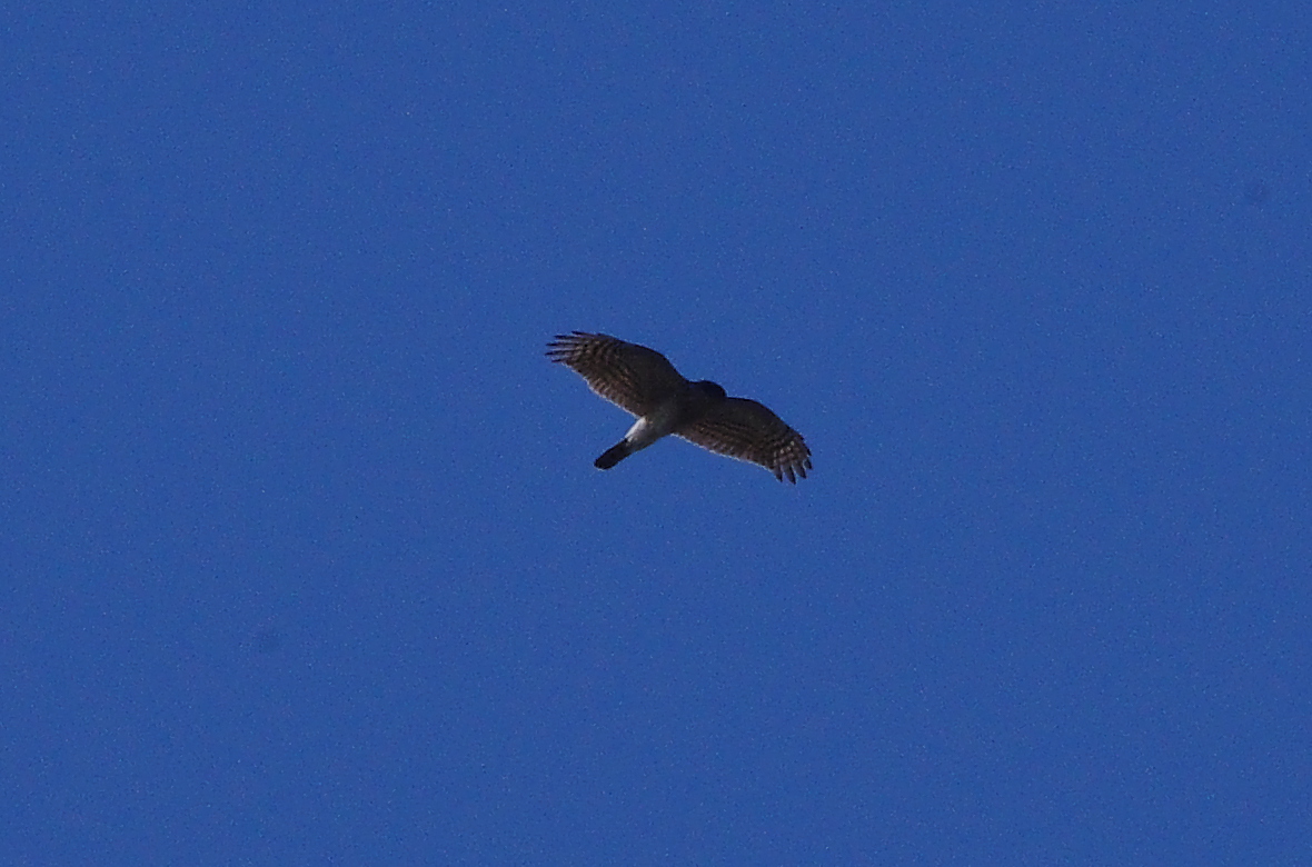 d0181081_0402254.jpg