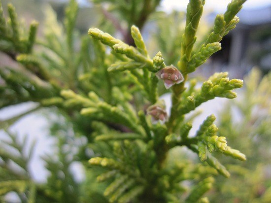 コニファーの花と実 の んびり