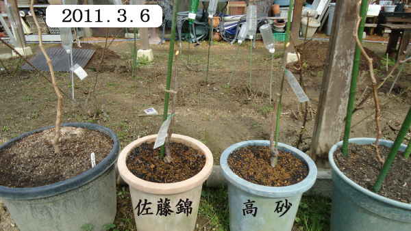 サクランボの鉢植え 栽培を試みることにした 趣味の 果樹 今年も ぶどう と 新たに 桜桃 に注力