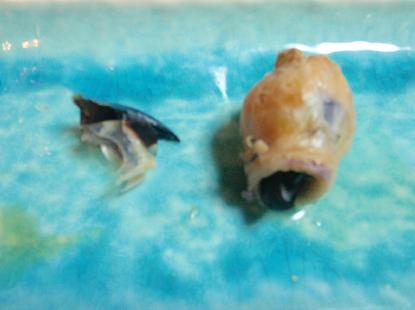 干物_e0077899_7212256.jpg