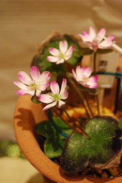 c0124100_23395658.jpg