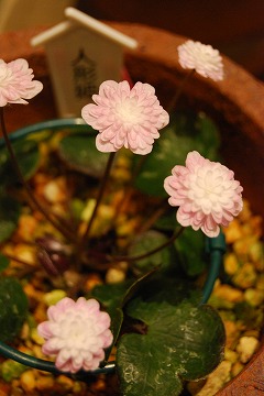 c0124100_2339584.jpg