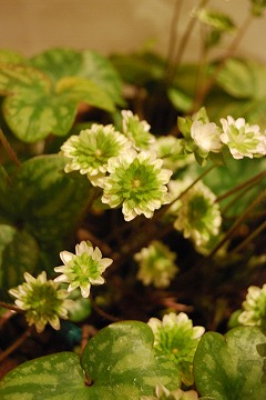 c0124100_23401038.jpg