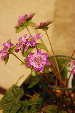 c0124100_23402829.jpg