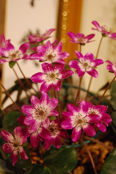 c0124100_23404137.jpg