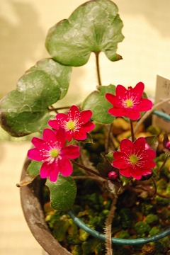 c0124100_23413116.jpg