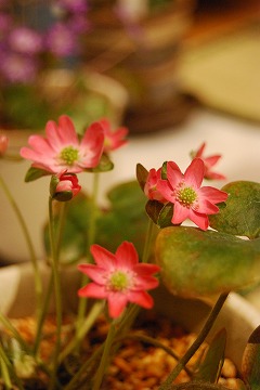c0124100_23421687.jpg