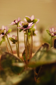 c0124100_2342329.jpg