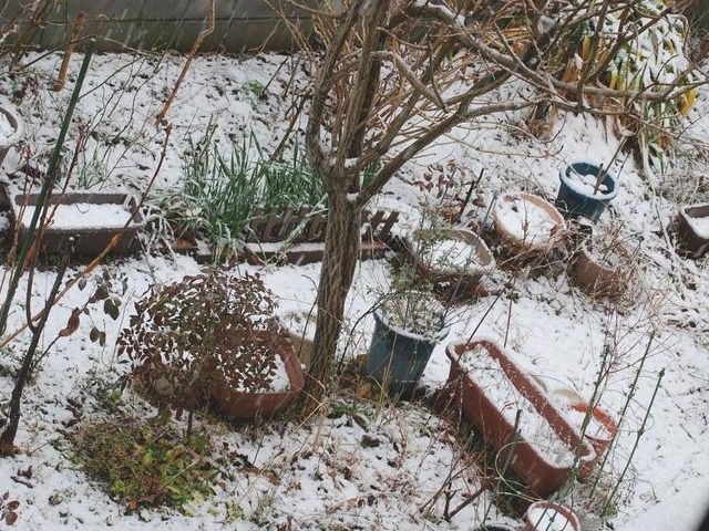 やはり来た・３月の雪_e0025300_13235558.jpg