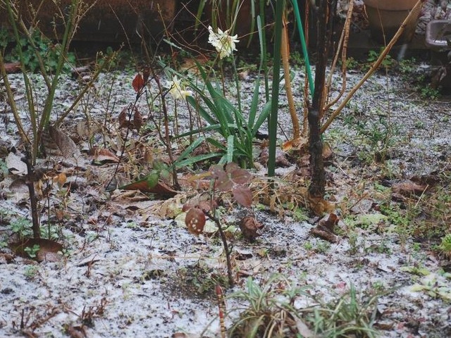 やはり来た・３月の雪_e0025300_13243763.jpg