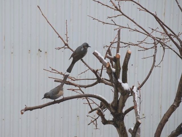 やはり来た・３月の雪_e0025300_13253670.jpg