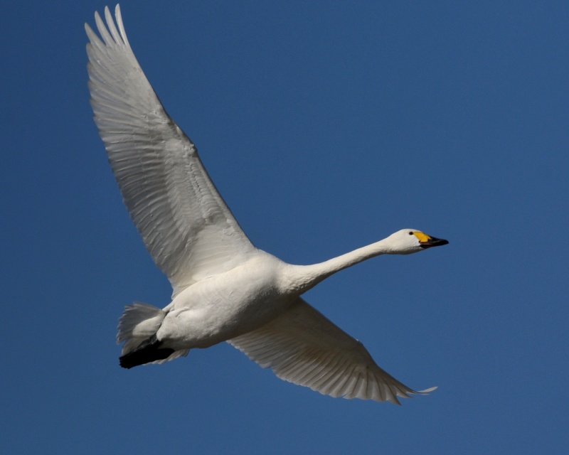 大空を舞う白鳥たち_e0103903_21233143.jpg