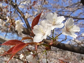 ヤマザクラ(桜①　江戸の花と木）_c0187004_16252876.jpg