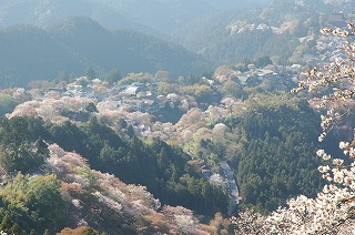 ヤマザクラ(桜①　江戸の花と木）_c0187004_16292065.jpg