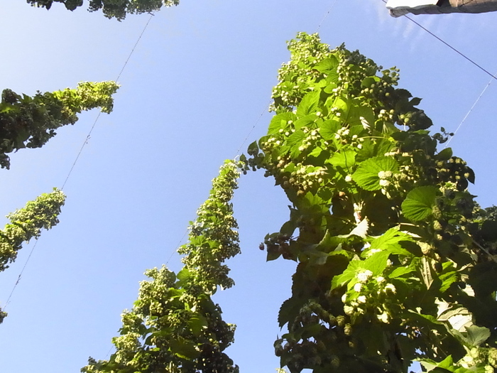 e0169804_10135082.jpg