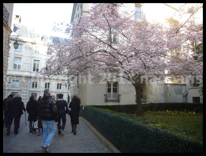 【サクラSAKURA情報】3月6日(マレー界隈)PARIS_a0008105_19335565.jpg