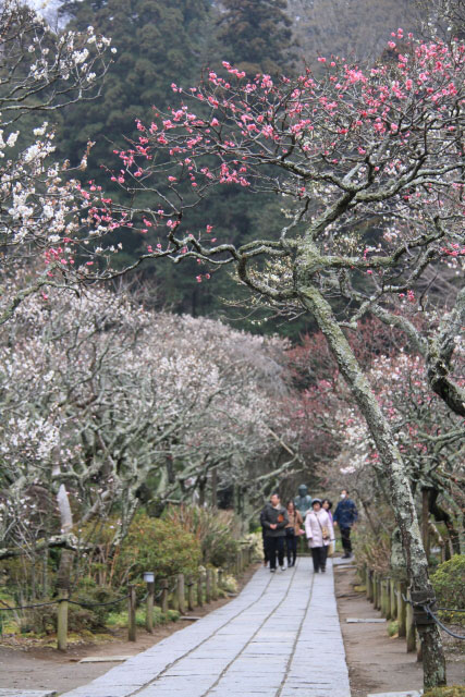 東慶寺見学会　3/1_d0026817_2075633.jpg