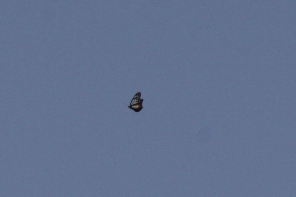 f0181821_1141255.jpg