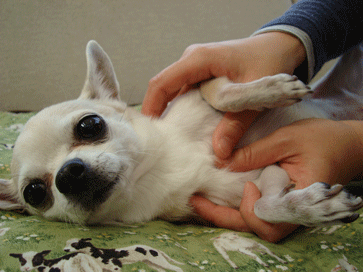 f0232522_10493777.gif