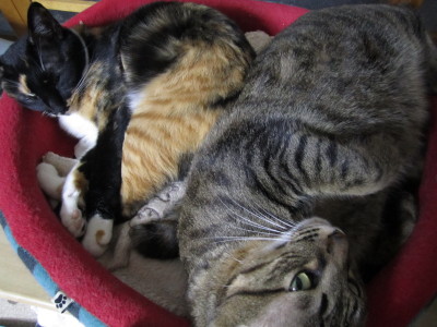 ギュウギュウな猫ベッド_b0147224_21511587.jpg