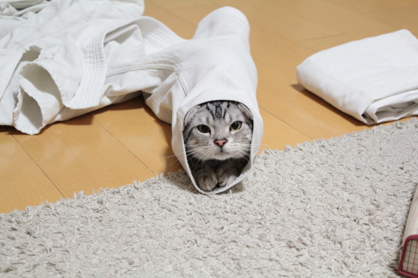 猫、洗濯物が好き。 : ~ DIARY ~