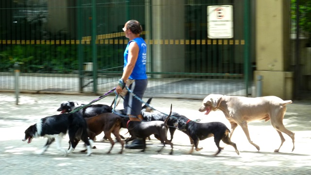 PASSEAR COM O CACHORRO_f0187927_17452729.jpg