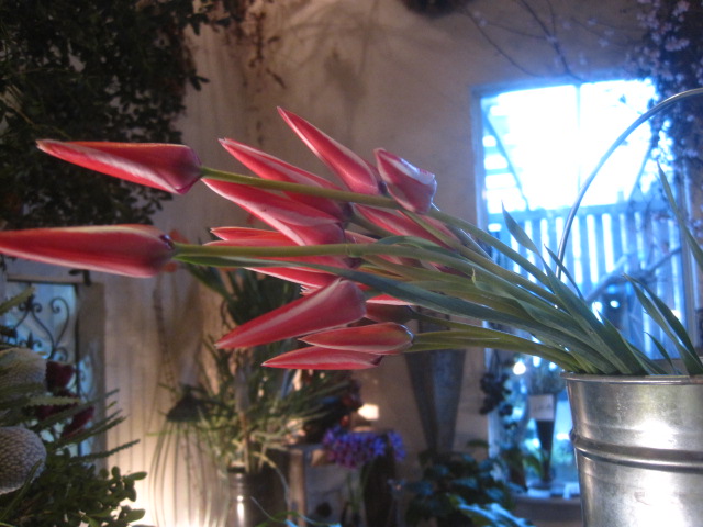 花御殿_c0102228_19451796.jpg